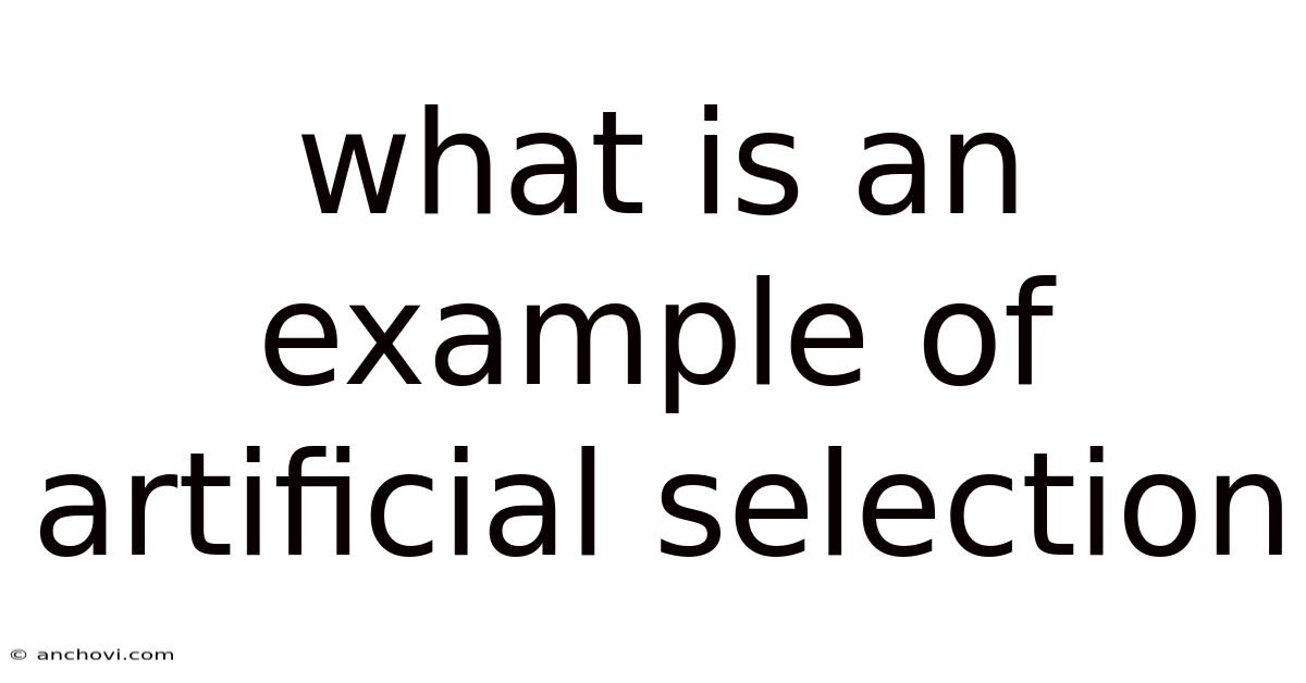 What Is An Example Of Artificial Selection